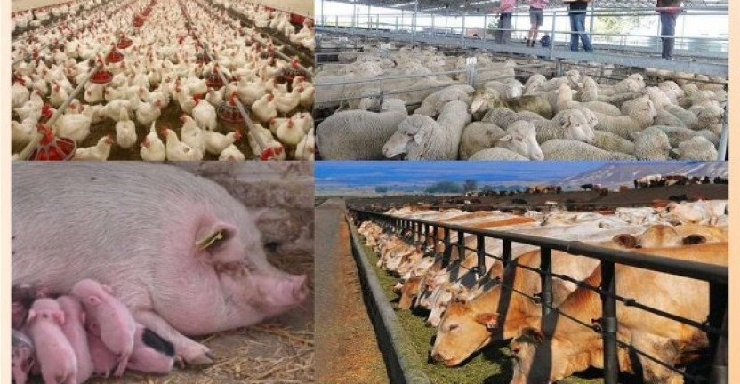 О состоянии животноводства в сельскохозяйственных организациях Нижегородской области